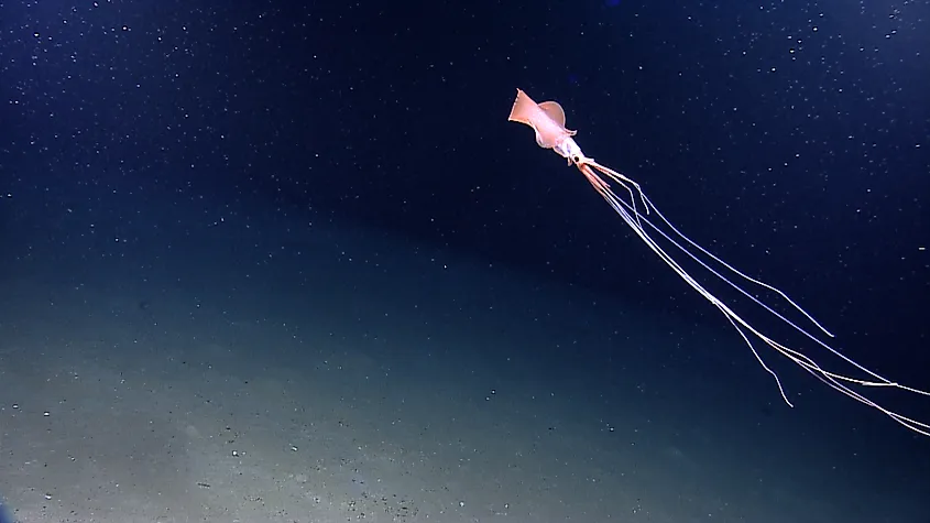 A bigfin squid filmed by Okeanos Explorer in 2012