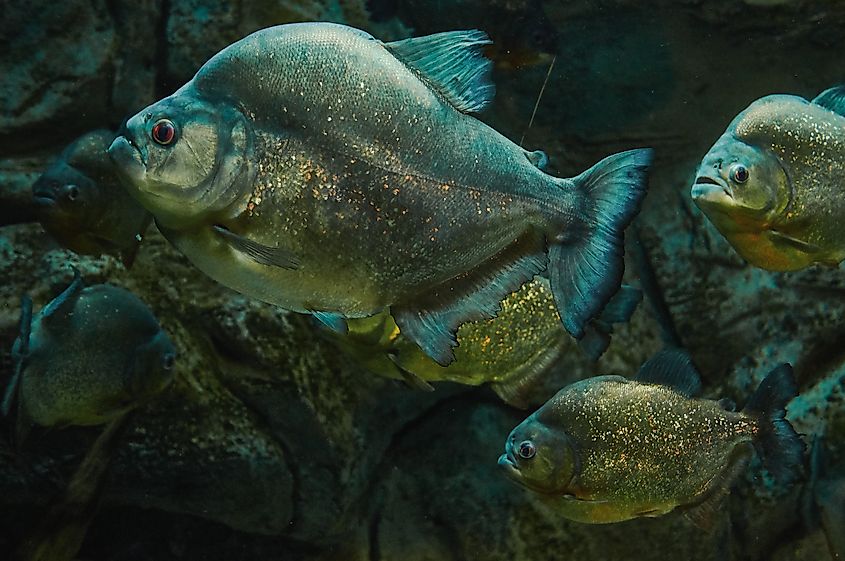 Redeye piranhas.