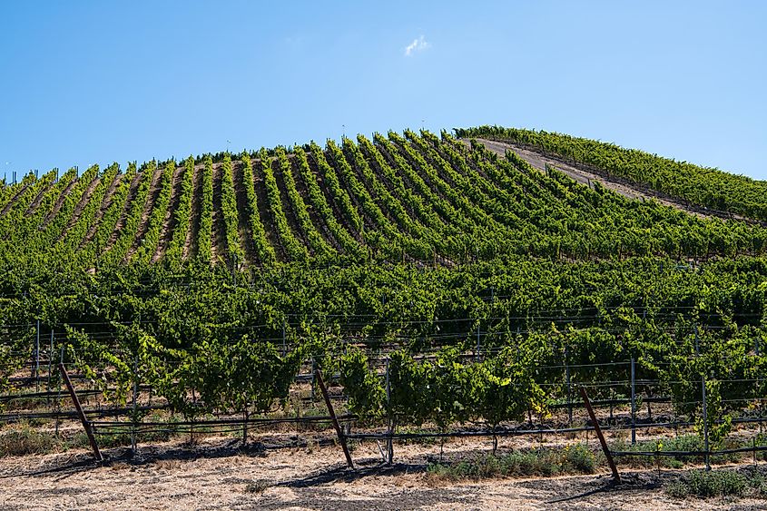 Vineyards near Buellton, California.
