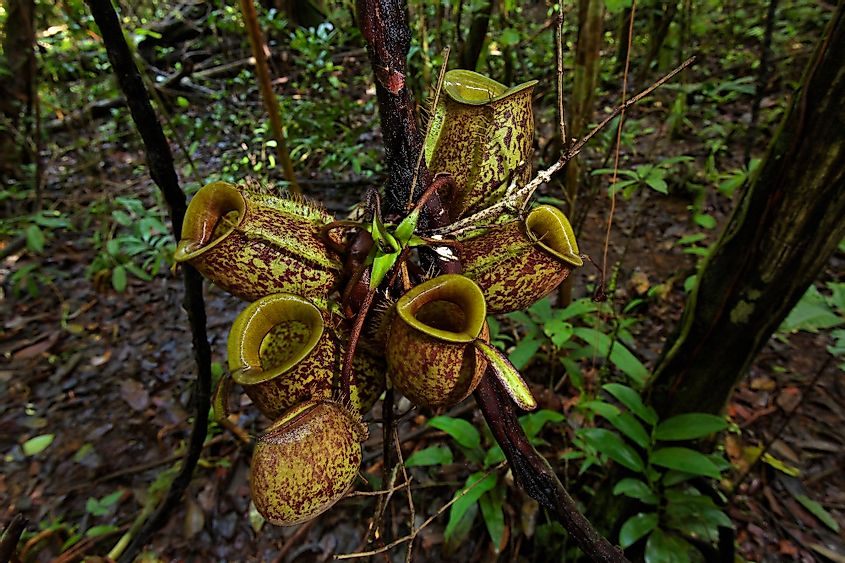 Gunung Mulu pitcher plant
