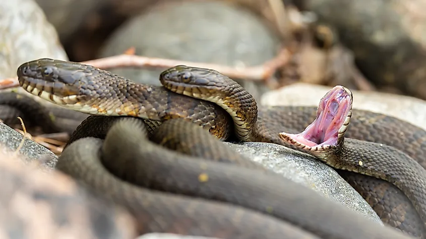 Northern water snakes.