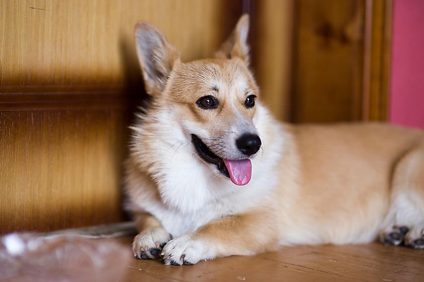 A Pembroke Welsh Corgi dog owned by Queen Elizabeth II of Great Britain and her parents. Elizabeth II was fond of dogs of this breed since childhood.