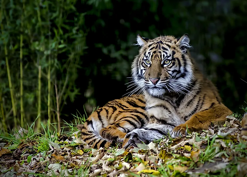 The Sumatran tiger is an example of an endangered wildcat.