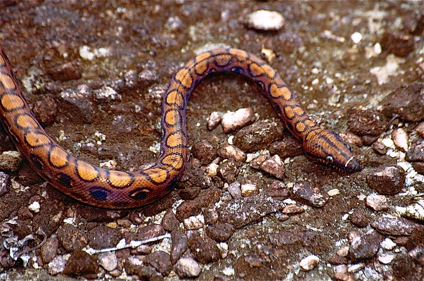 A rainbow boa on the ground.