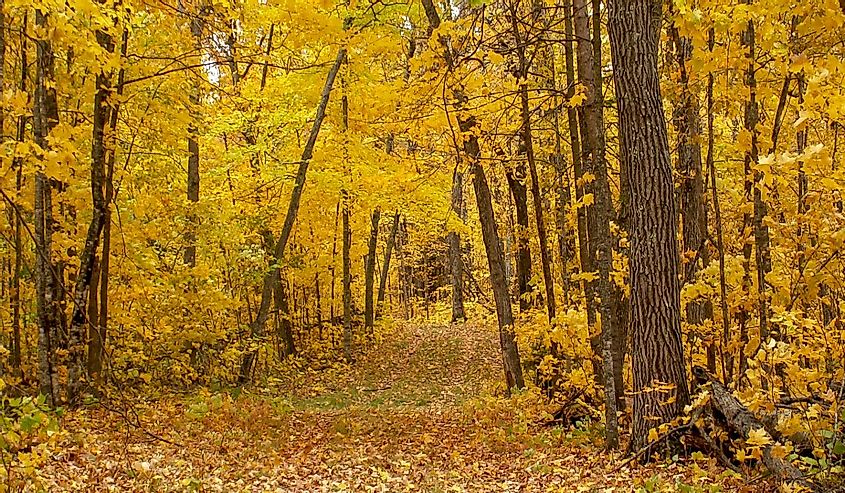 Path through Itasca State Park Minnesota in fall