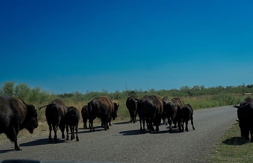 These bison roam free at Caprock Canyons State Park in Texas.