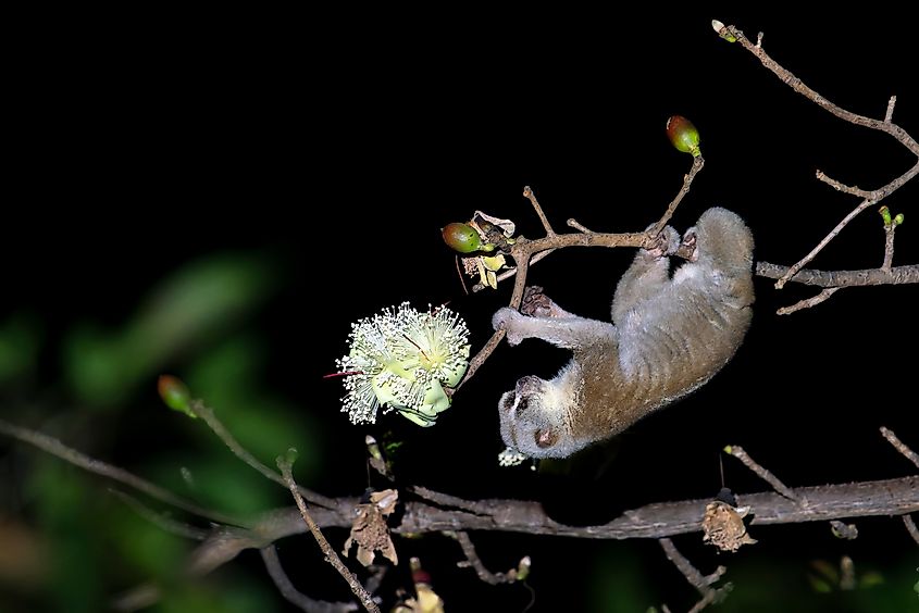 During nighttime, a Bengal Slow Loris hangs upside down next to a flower in Thailand, Asia.