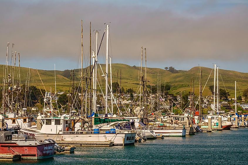 Fishing boats and yachts in Bodega Bay, California with cloudy skies and rolling hills in the background.