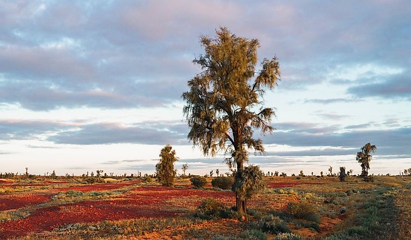 Waddi trees at sunset, Birdsville, Queensland, Australia
