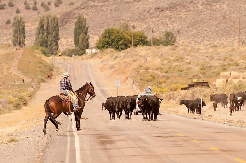 cattle and cowboys on Outback Scenic Byway in rural Oregon