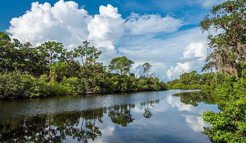 South Creek in Oscar Scherer State Park in Nokomis in southwest Florida in the United States