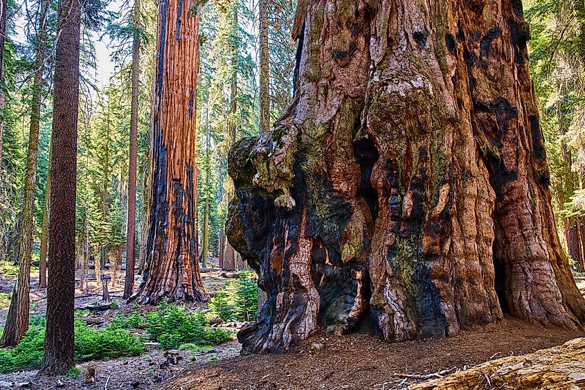 A giant sequoia tree along the Congress Trail in Sequoia National Park.
