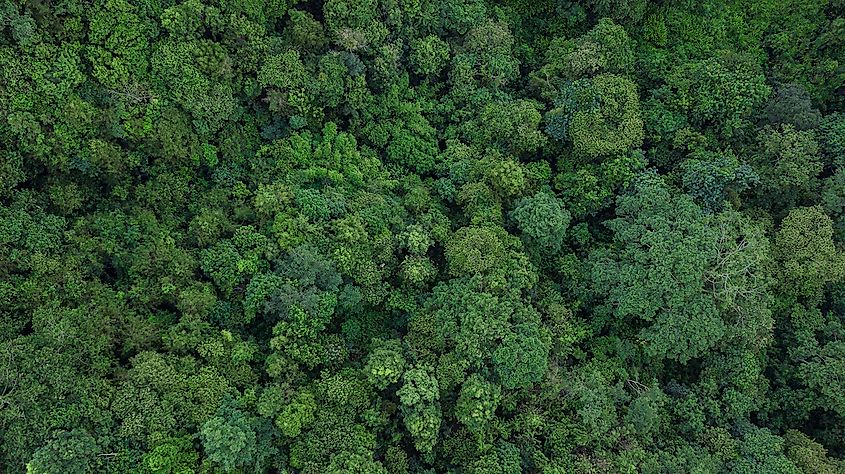 The Four Main Layers Of A Rainforest