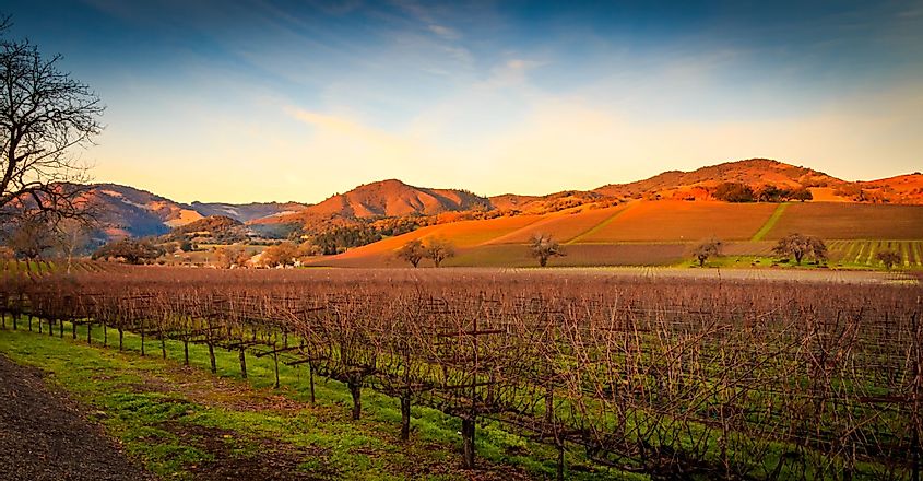 A landscape view of Sonoma Valley vineyards at sunset with fluffy white clouds, trees and buildings.