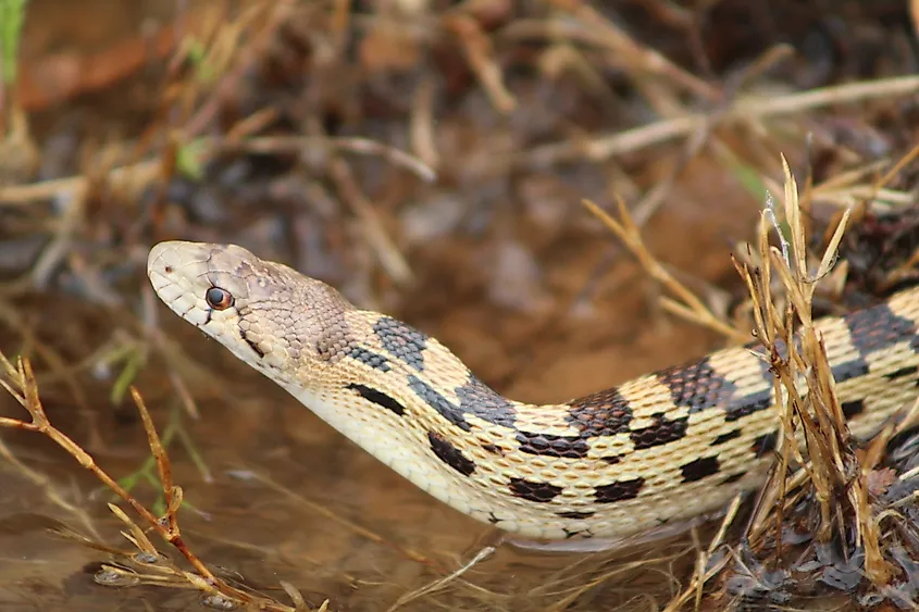 A gopher snake at water's edge.