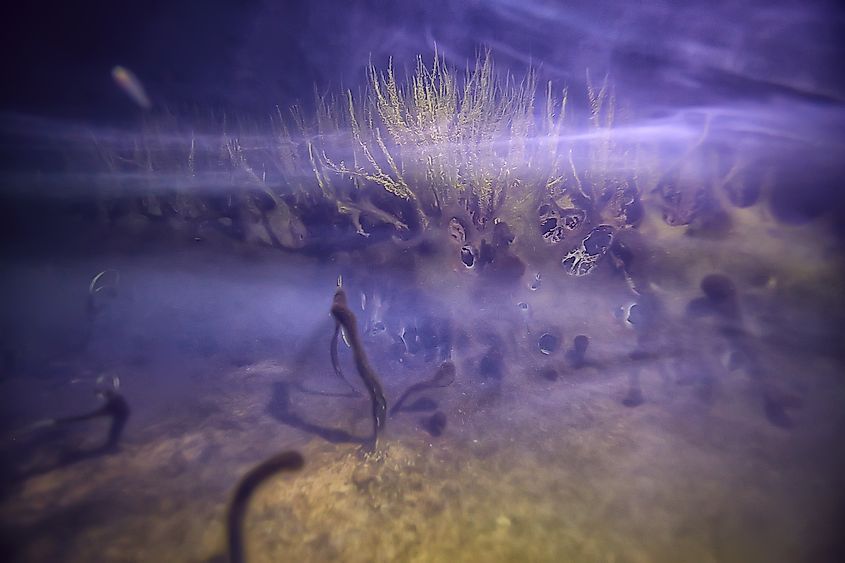 Hydrogen sulfide in water.