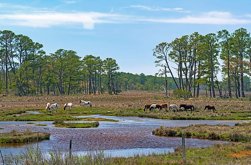 Wild ponies on the beach at Assateague Island, Maryland.