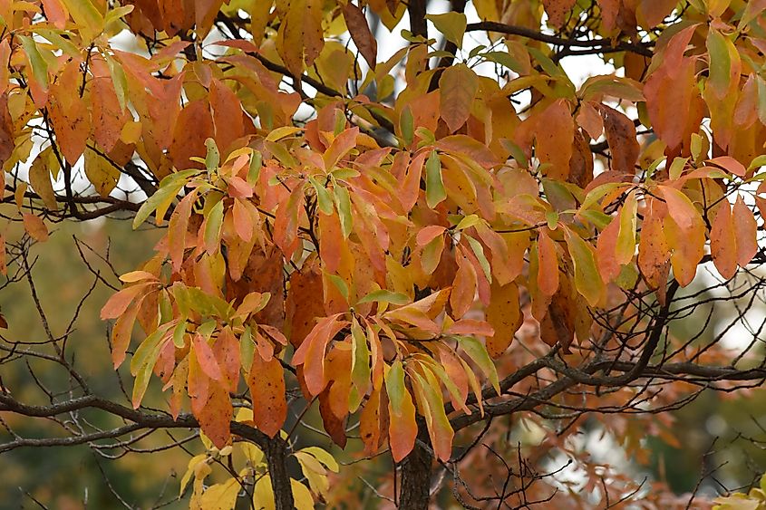 Black gum tree with orange and green leaves