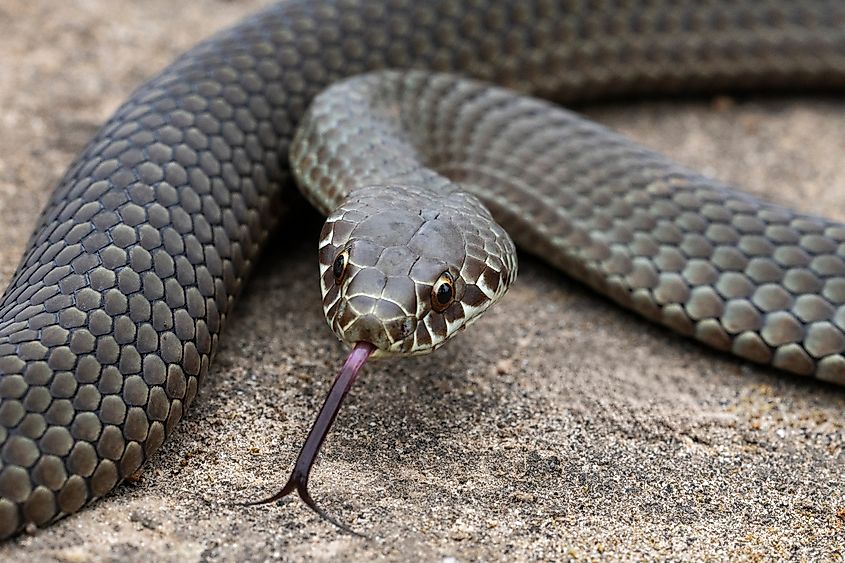Australian pygmy copperhead snake