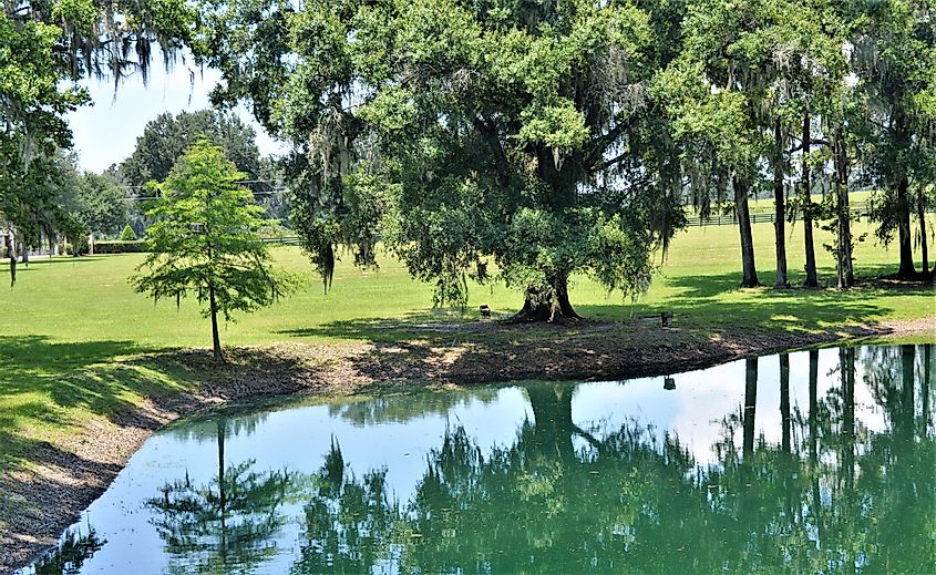 Micanopy, Florida USA - July 4, 2019 Peaceful, serene pond on a famous horse farm in Florida.