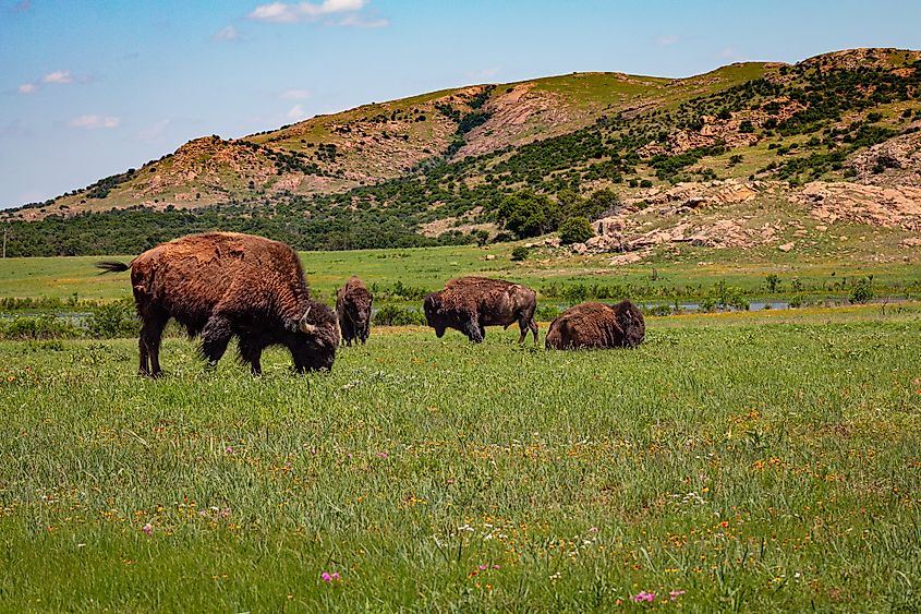 Bison grazing in the wilderness near Medicine Park, Oklahoma.