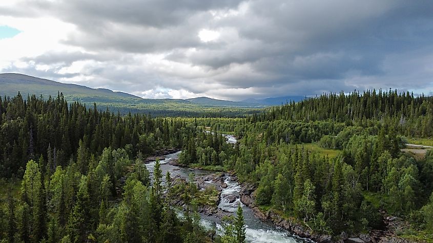Arial view of Swedens forests.