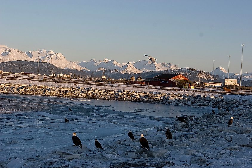 A scenic view of the Homer Spit with bald eagles dotted on the shore.