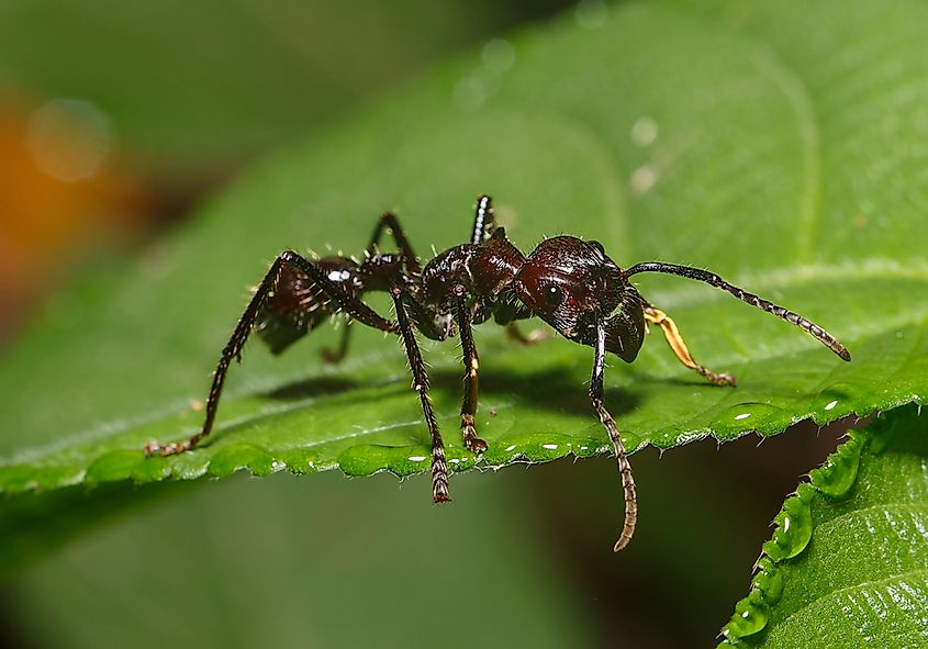 A bullet ant in the Amazon jungle.