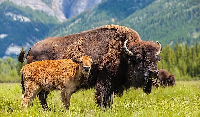 American Bison or Buffalo with calf and herd eating grass