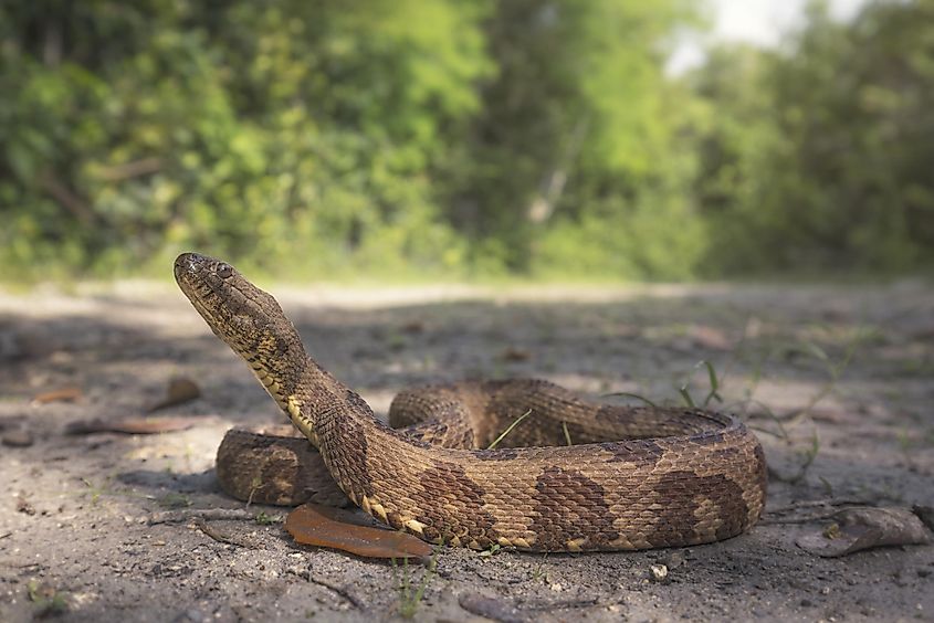 Brown Water Snake (Nerodia taxispilota).