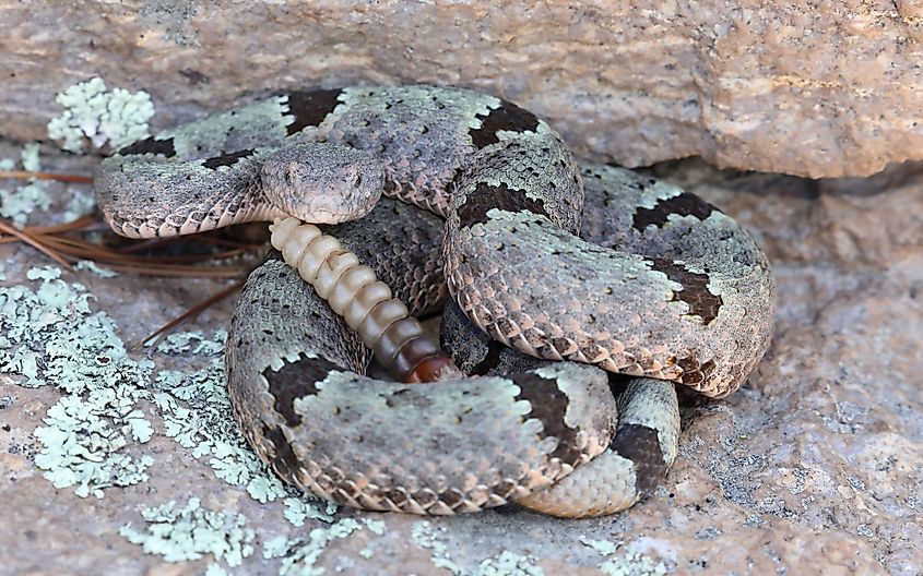 A rock rattlesnake.