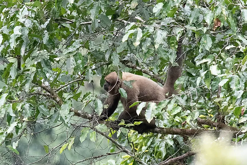 A Colombian Woolly Monkey in the trees. 