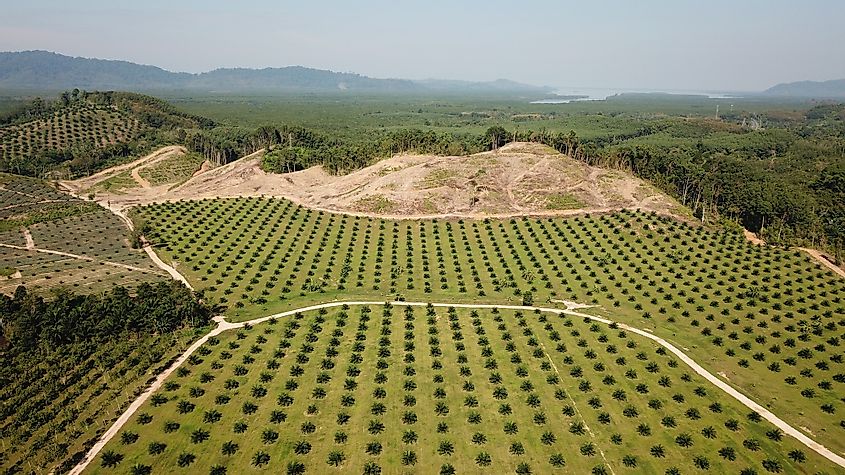 Palm oil plantation Borneo