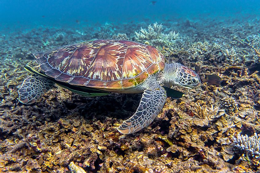 Shark bay sea turtle