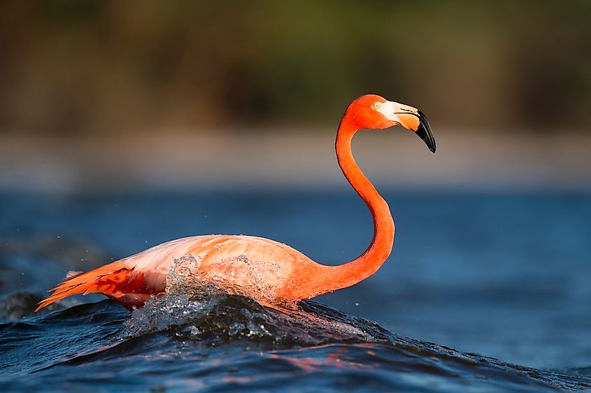 American flamingo gracing the waters of a river.