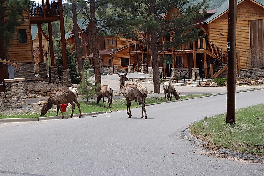 Elk roaming the streets of Estes Park, Colorado