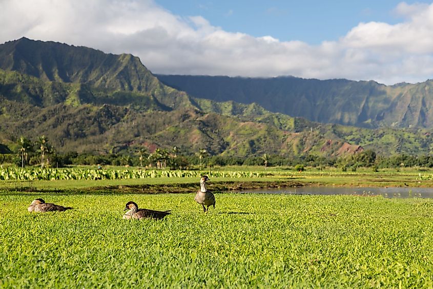 Nene ducks in Hanalei Valley on the island of Kauai