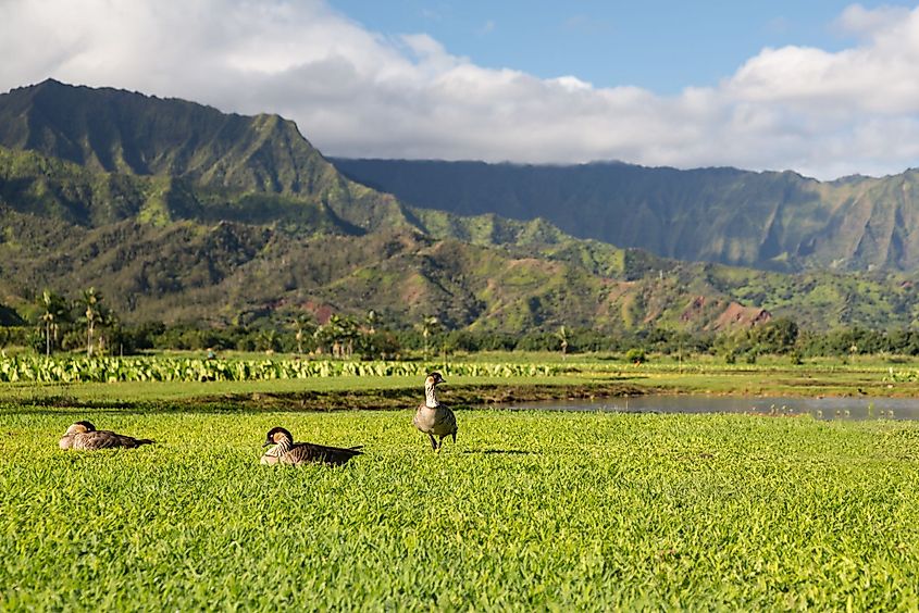 Nene ducks in Hanalei Valley on the island of Kauai