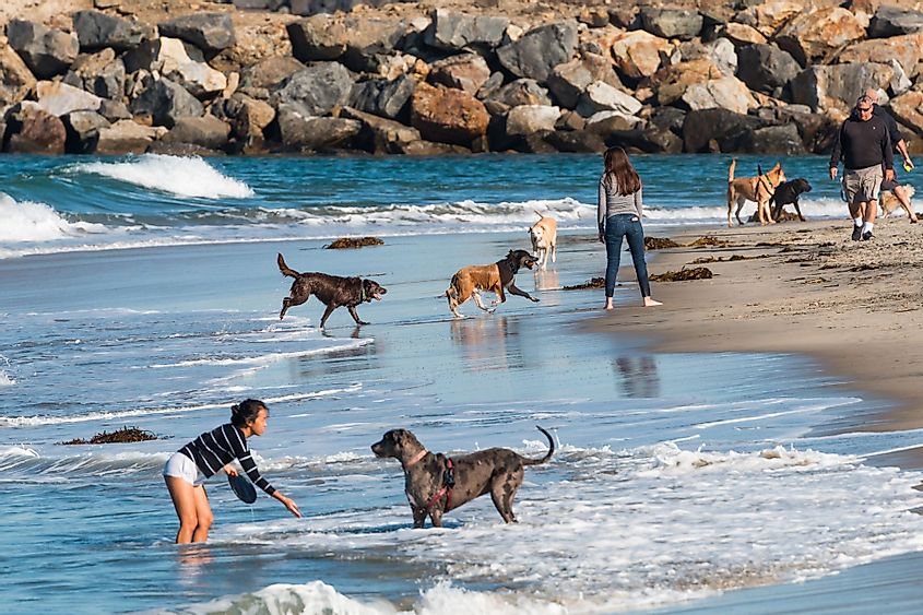 Many people play with their dogs at the water's edge of Dog Beach in San Diego, California