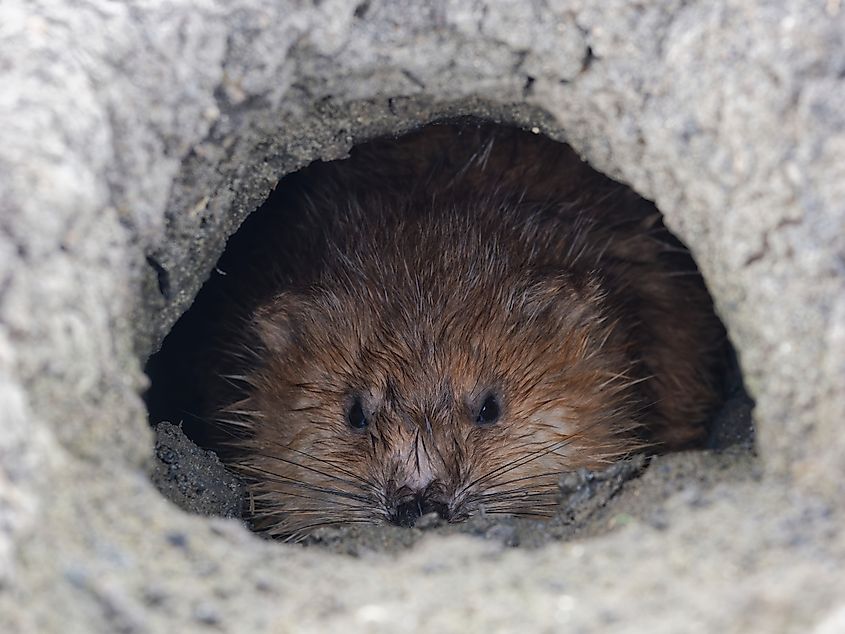 Muskrat (Ondatra zibethicus) in burrow