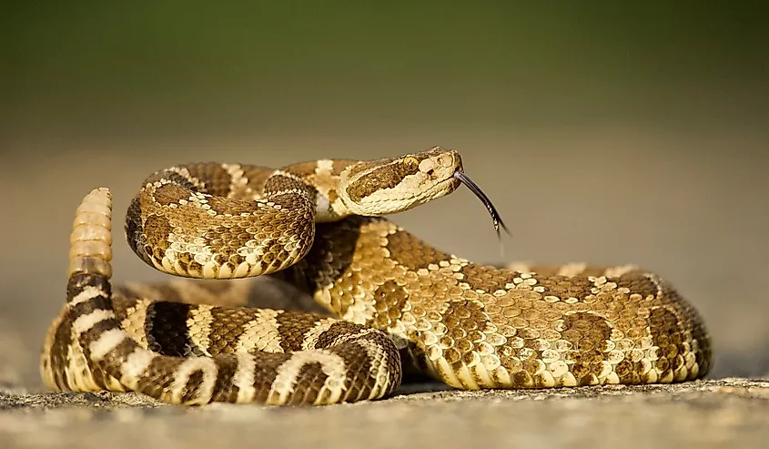 Rattlesnake coiled and poised to strike, displaying forked tongue