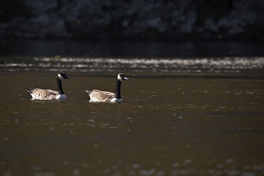 Two Canada geese, Branta canadensis, swimming on the Cedar River in Iowa on a fall day.
