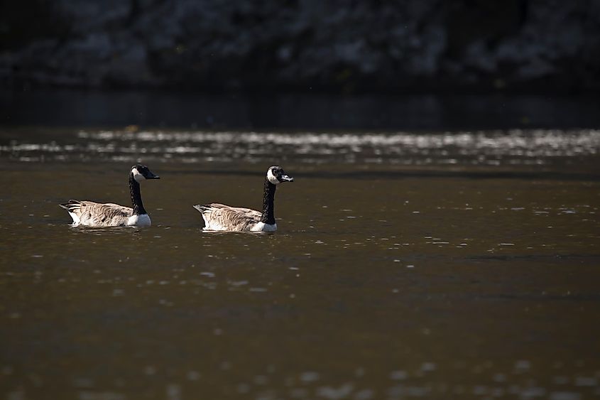 Two Canada geese, Branta canadensis, swimming on the Cedar River in Iowa on a fall day.