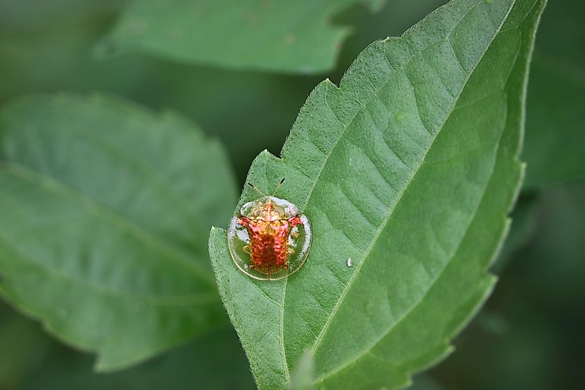 A golden tortoise beetle turning red on a leaf.
