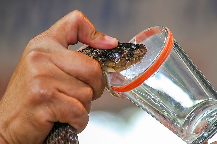 Milking cobra snake venom in Thailand