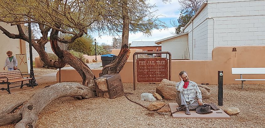 The historic Jail Tree in Wickenburg, Arizona