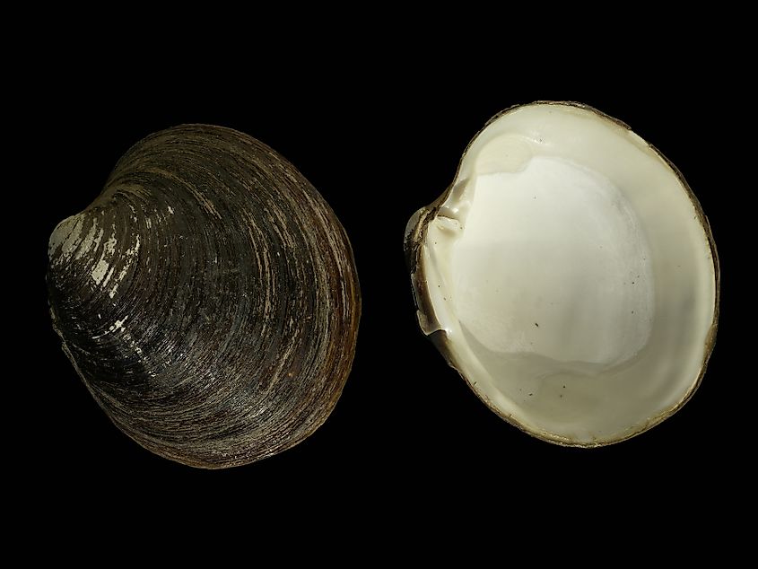 Ocean quahog from the North Sea. 