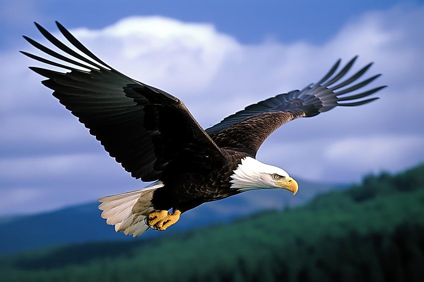 A majestic bald eagle soaring majestically through the air, its wide wingspan creating an impressive silhouette.