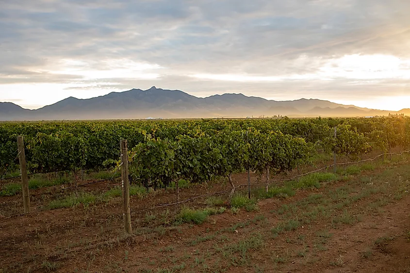 Sunrise over vineyard grape vines mountains in distance.