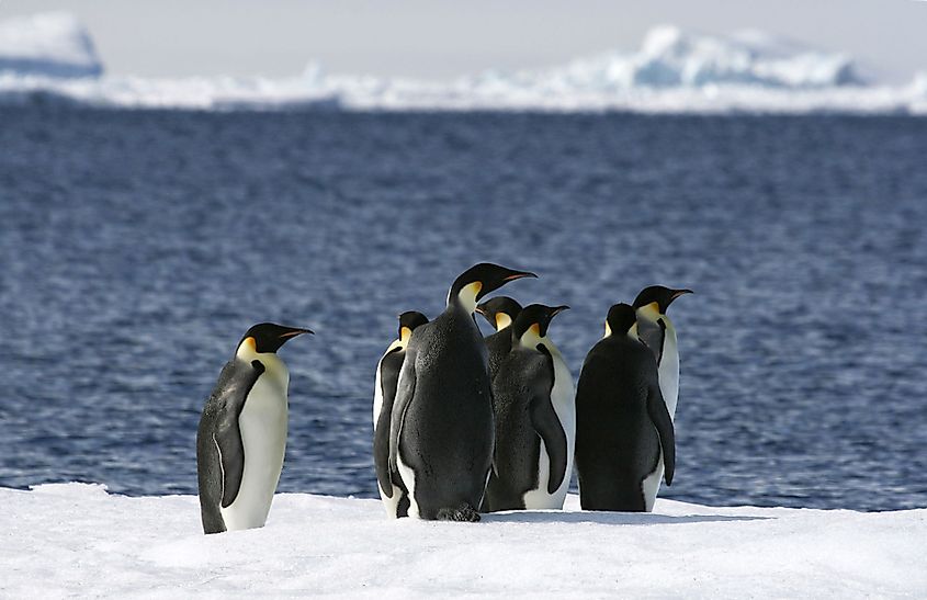 Weddell Sea